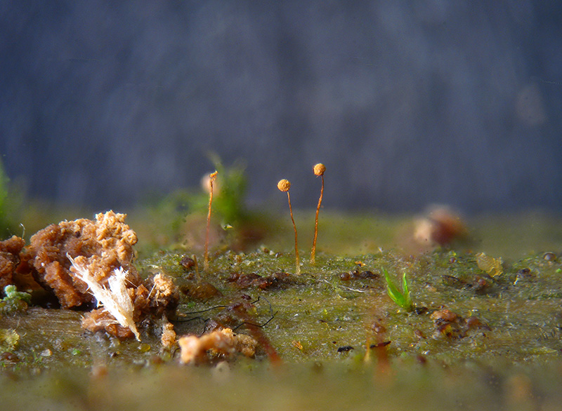 Cribraria languescens?